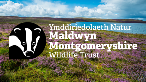 Upland lake surrounded by heather moorland, with MWT logo overlaid