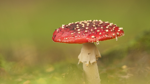 Close-up of a Fly Agaric mushroom in woodland