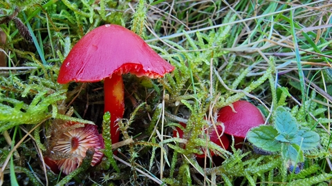 Close up of a few Scarlet Waxcaps