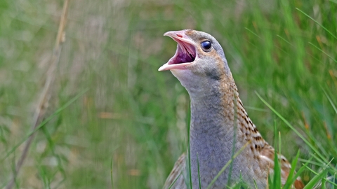 Close up of Corncrake