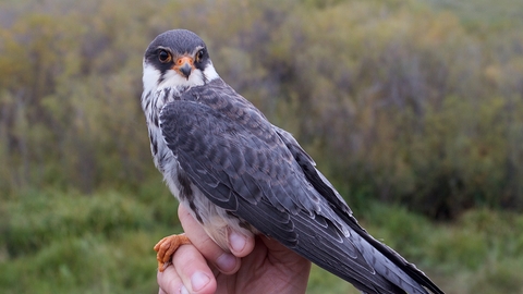 Close up of Amur Falcon on a hand