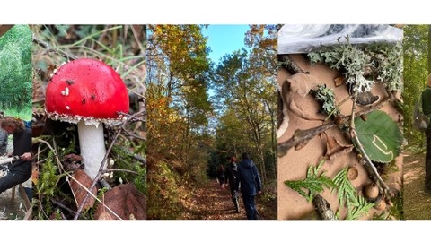 Fungi, flora, people and wildlife, greenwood working