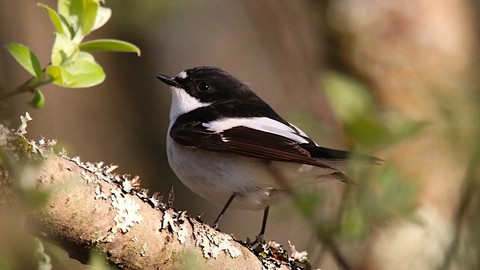 Close up of a male Pied Flycatcher on a lichen-covered branch