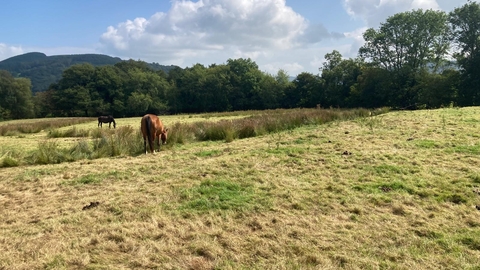 Picture of horses in a paddock