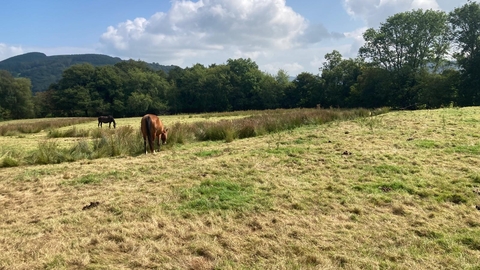 Picture of horses in a paddock