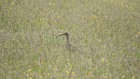 Photograph of a Curlew in a field, taken from a distance