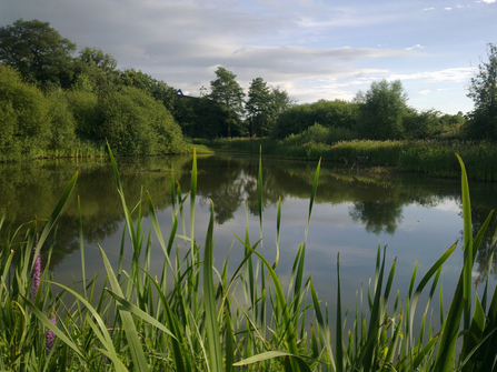 Severn Farm Pond Nature Reserve