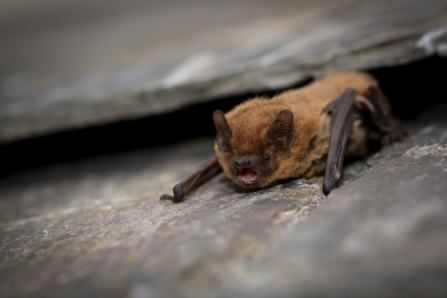 Small bat on a slate with its mouth slightly open