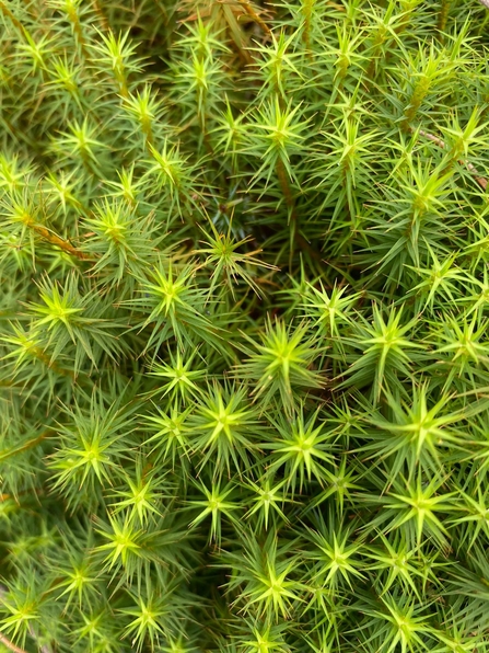 Mighty moss: how these ancient plants have survived for millenia – How It  Works