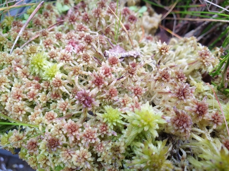 Sphagnum moss  The Wildlife Trusts