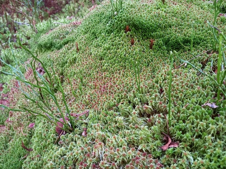 Sphagnum moss  The Wildlife Trusts