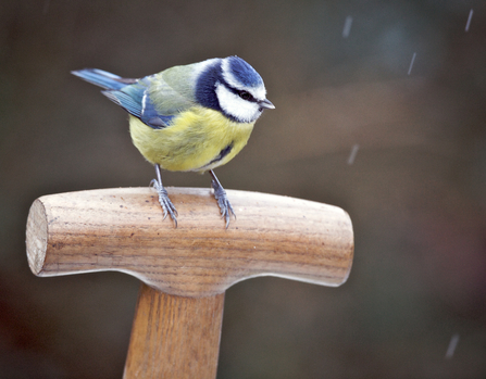 Blue Tit on spade handle