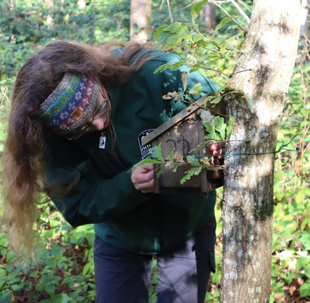 MWT staff member checking a dormouse box on a nature reserve