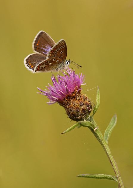 Close up of a butterfly on Common Knapweed flower