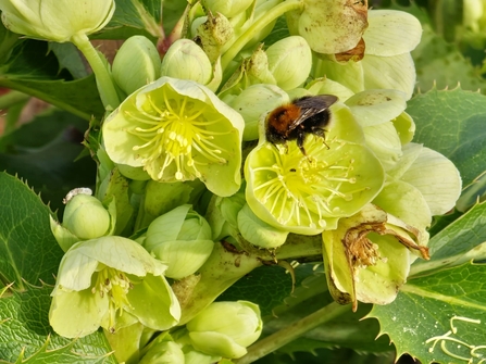 Close up of hellebore flowers with bee feeding