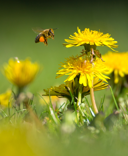 Close up of a honeybee in flight by a clump of dandelions