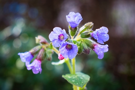 Close up of the purple flowers of Lungwort