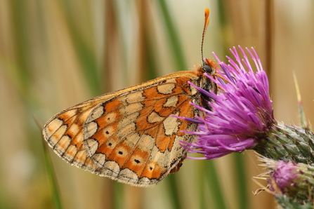 Close up of a Marsh Fritillary butterfly on the purple flower head of Marsh Thistle