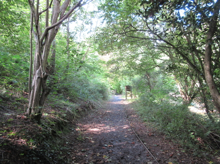 View through Deri Woods, from the path