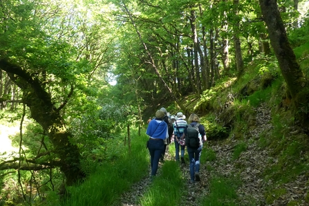 A group pf people walking through woodland