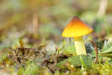 Close-up of a waxcap fungi from the hygrocybe genus