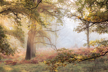 Misty woodland scene in autumn