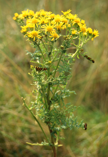 Three black and gold caterpillars on a green plant with yellow flowers