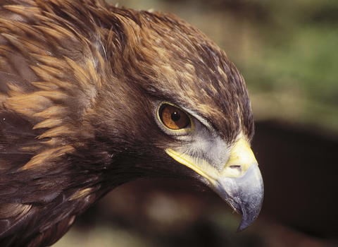 Golden eagle