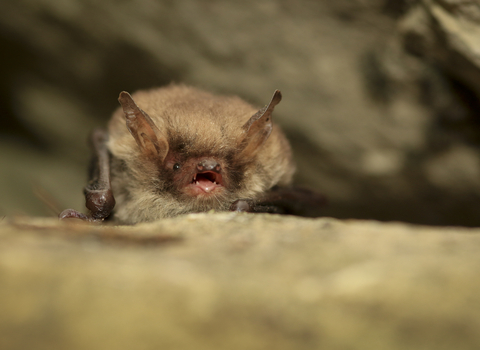 Natterer's bat