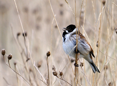 Reed Bunting