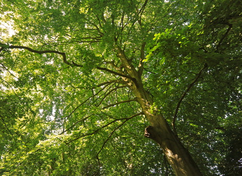 Common Beech