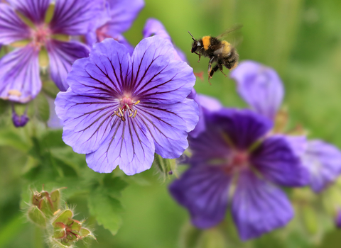 Early Bumblebee