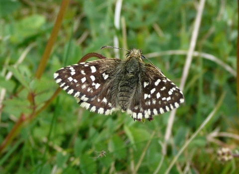 Grizzled Skipper butterfly