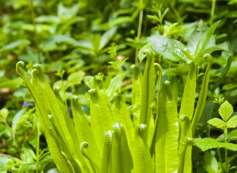 Hart's-tongue Fern