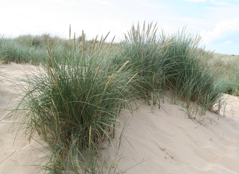 Marram Grass