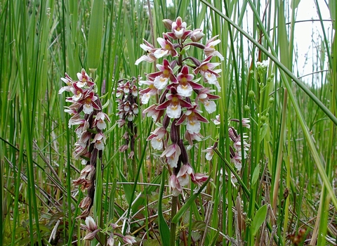 Marsh Helleborine