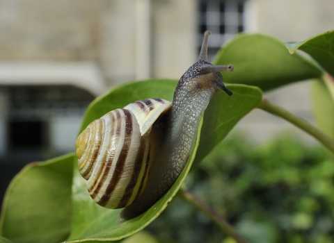White-lipped Snail
