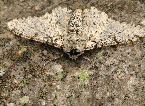 Peppered Moth