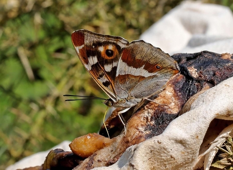 Purple Emperor butterfly