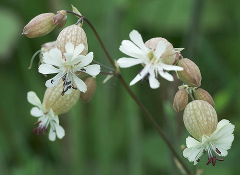 Bladder Campion