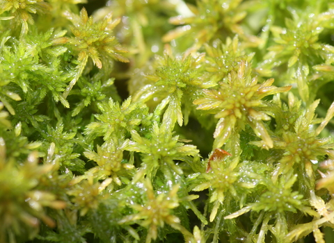 Sphagnum Moss