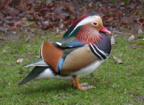 Mandarin Duck (drake)