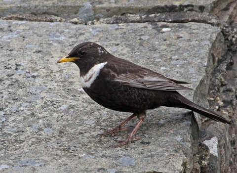 Ring ouzel