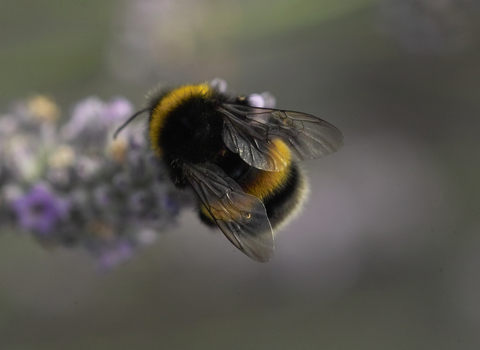 White-tailed bumblebee