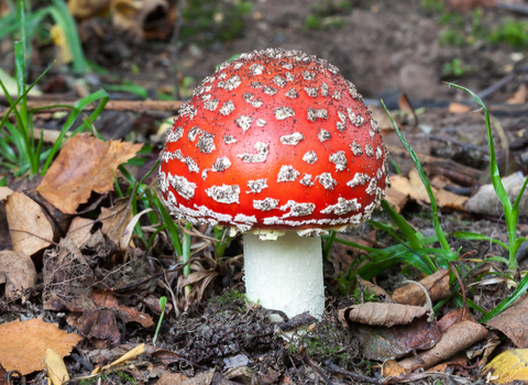 Fly Agaric