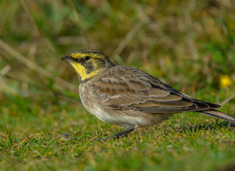 Shore lark
