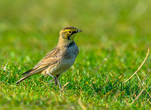Shore lark