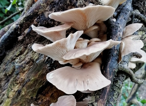 oyster mushroom