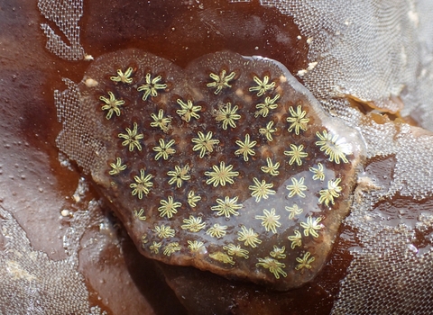 Star ascidian