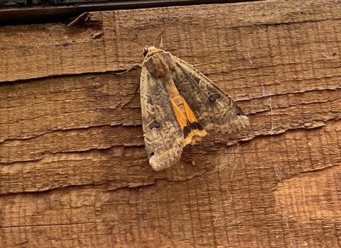 Large yellow underwing